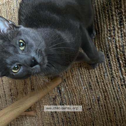 Photo 1/1 Chat retrouvé Perdu à Saotn Gilles