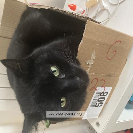 Photo 1/1 Chat retrouvé Perdu à Rosny Sous Bois
