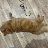 Photo de chat trouvé à Tours