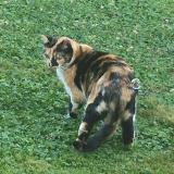 Photo de chat perdu à Castelsarrasin