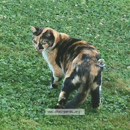 Photo 1/1 Violette Chat perdu à Castelsarrasin