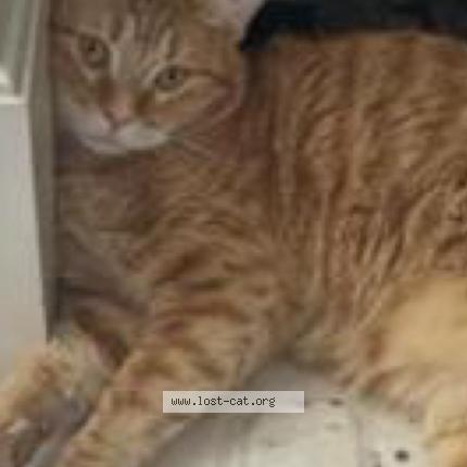 Photo 1/1 Kolby Chat perdu à Spring