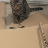 Photo de chat trouvé à Marseille