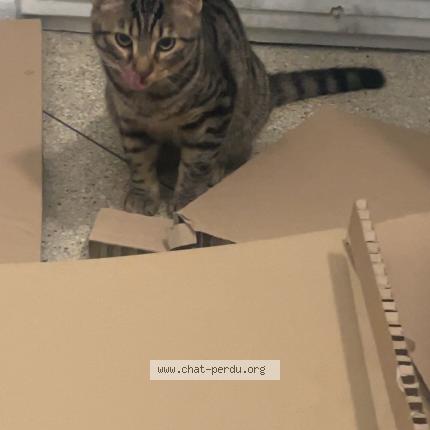 Photo 1/1 Chat trouvé Trouvé à Marseille