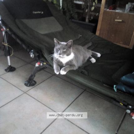 Photo 1/1 Chat retrouvé Perdu à Dunkerque
