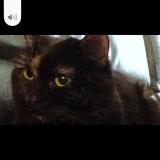 Photo de chat perdu à Cavanac