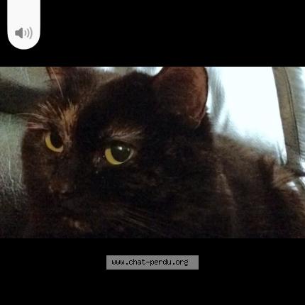 Photo 1/1 GROOT Chat perdu à Cavanac