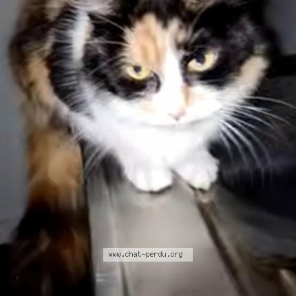 Photo 1/1 Chat trouvé Trouvé à Parigne