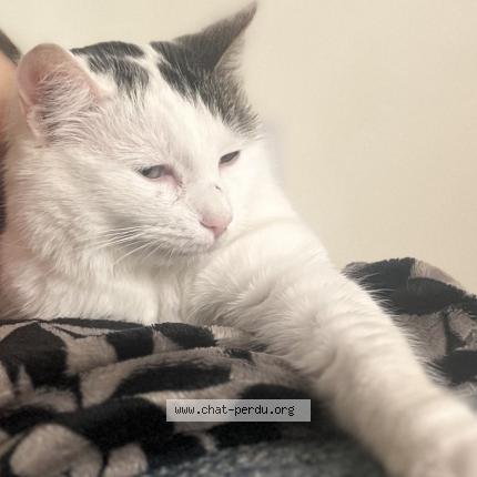 Photo 1/1 EMY Chat perdu à Roissy en france