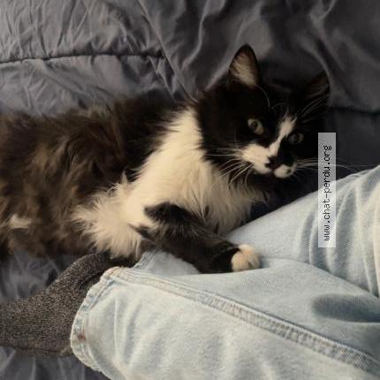 Photo 1/1 Lucho Chat perdu à Aubagne