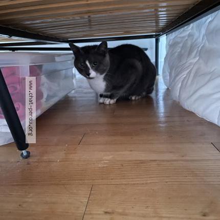 Photo 1/1 Chat trouvé Trouvé à Coulaines