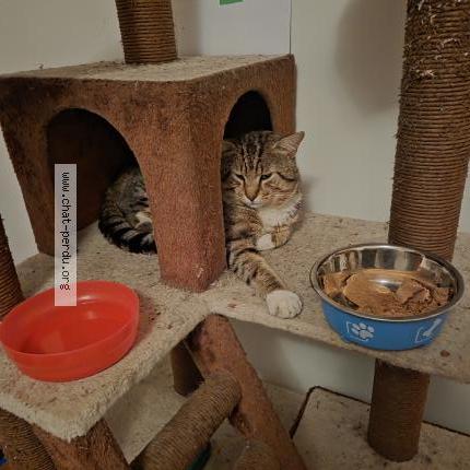 Photo 1/1 Lucky Chat perdu à Montreal