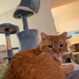 Photo de chat perdu à Cincinatti