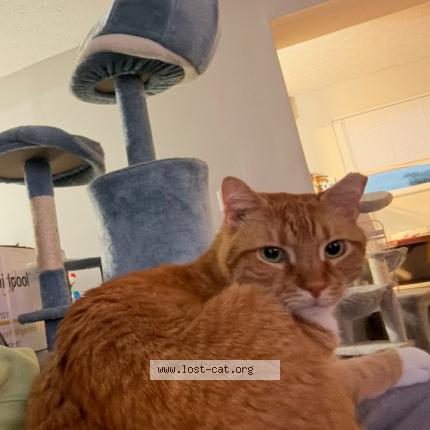 Photo 1/2 Sonny Chat perdu à Cincinatti