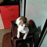 Photo de chat perdu à Panvel