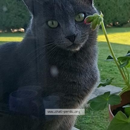 Photo de chat perdu à Chasseneuil Sur Bonnieure