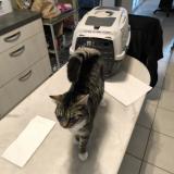 Photo de chat trouvé à Consac