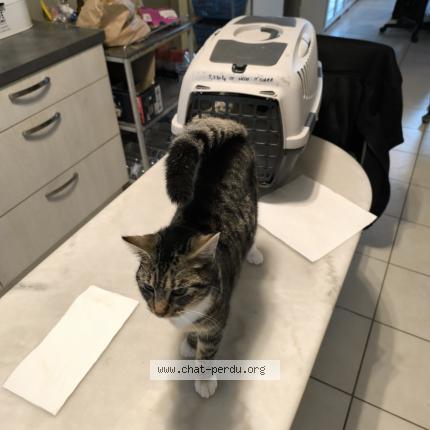 Photo 1/2 Chat trouvé Trouvé à Consac