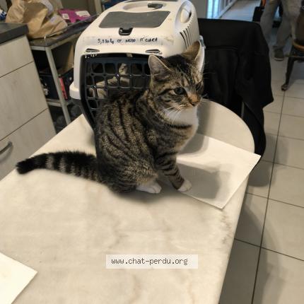 Photo 2/2 Chat trouvé Trouvé à Consac