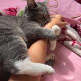 Photo de chat perdu à Guignes