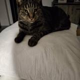 Photo de chat perdu à Laneuvelotte