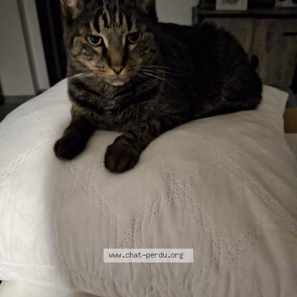 Photo 1/1 Shadow Chat perdu à Laneuvelotte