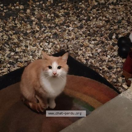 Photo 4/4 Chat trouvé Trouvé à Pont audemer