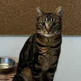 Photo de chat perdu à Labege