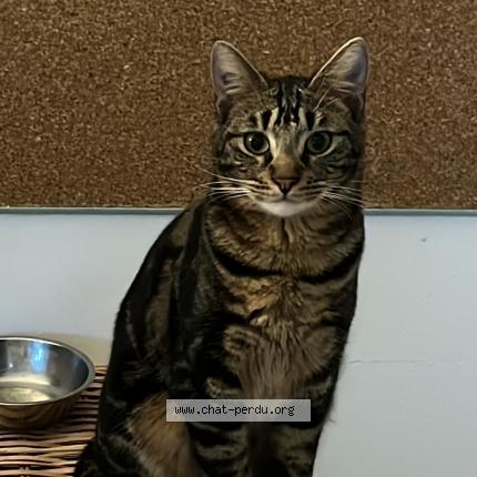 Photo 1/1 Mugen Chat perdu à Labege