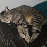 Photo de chat perdu à Saint Germain De Longue Chaume