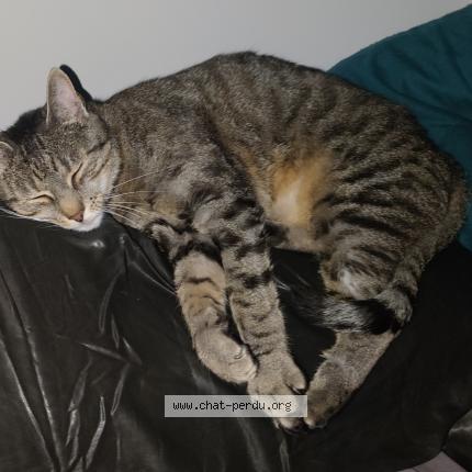 Photo 1/1 Warrior Chat perdu à Saint germain de longue chaume