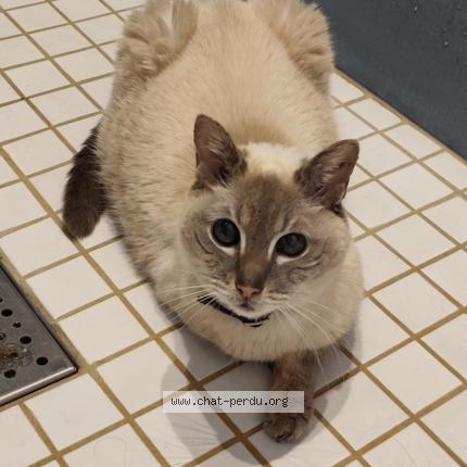 Photo 1/1 Juju Chat perdu à Louvroil