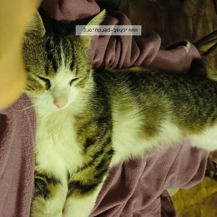 Photo 1/1 Filou Chat perdu à Veauche