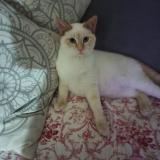 Photo de chat perdu à Saint Medard De Mussidan