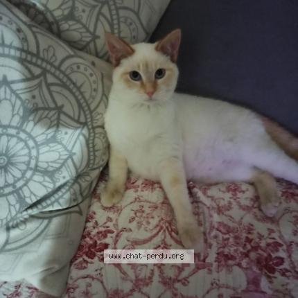 Photo 1/1 Racassou Chat perdu à Saint medard de mussidan