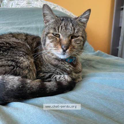 Photo 1/1 Chat retrouvé Trouvé à Bordeaux