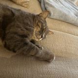 Photo de chat perdu à Viggianello