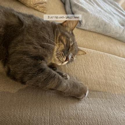 Photo 1/1 Mia Chat perdu à Viggianello