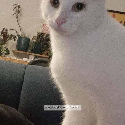 Photo 1/1 Chat retrouvé Perdu à Cenon