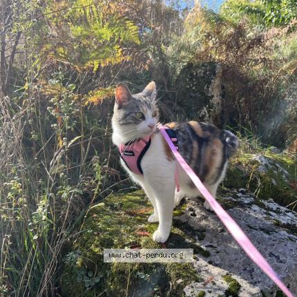 Photo de chat perdu à Frejus