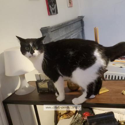 Photo de chat perdu à Toulouse