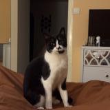 Photo de chat perdu à Cannes