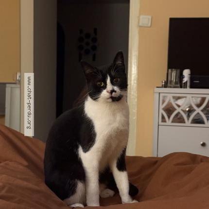 Photo 1/1 Styx Chat perdu à Cannes