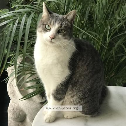 Photo 1/1 Grisouille répond à. Mimoune Chat perdu à Drace