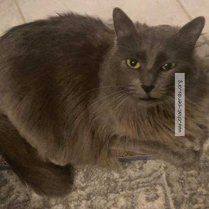 Photo 1/1 Hermione Chat perdu à Besancon