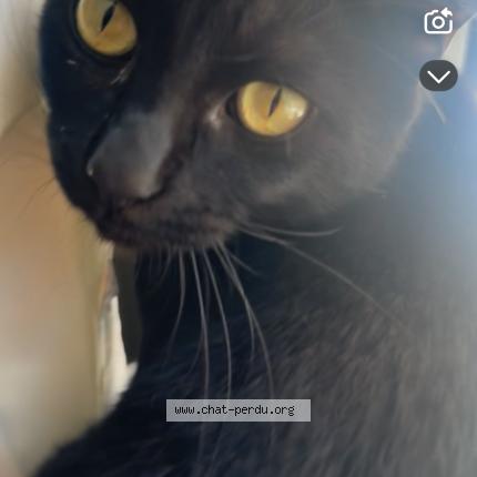 Photo 2/2 Chat retrouvé Perdu à Marseille