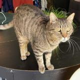 Photo de chat perdu à Coquainvilliers