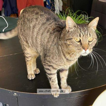 Photo 1/1 Neisson Chat perdu à Coquainvilliers