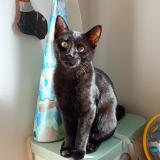 Photo de chat perdu à Rennes