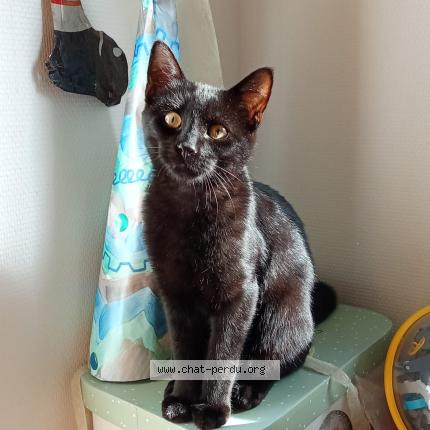 Photo 1/1 Atlas Chat perdu à Rennes